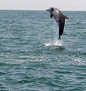 Sea Thunder