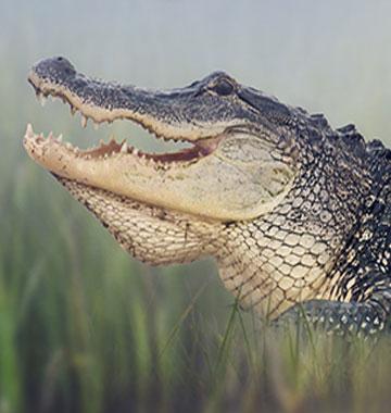 Alligator Adventure