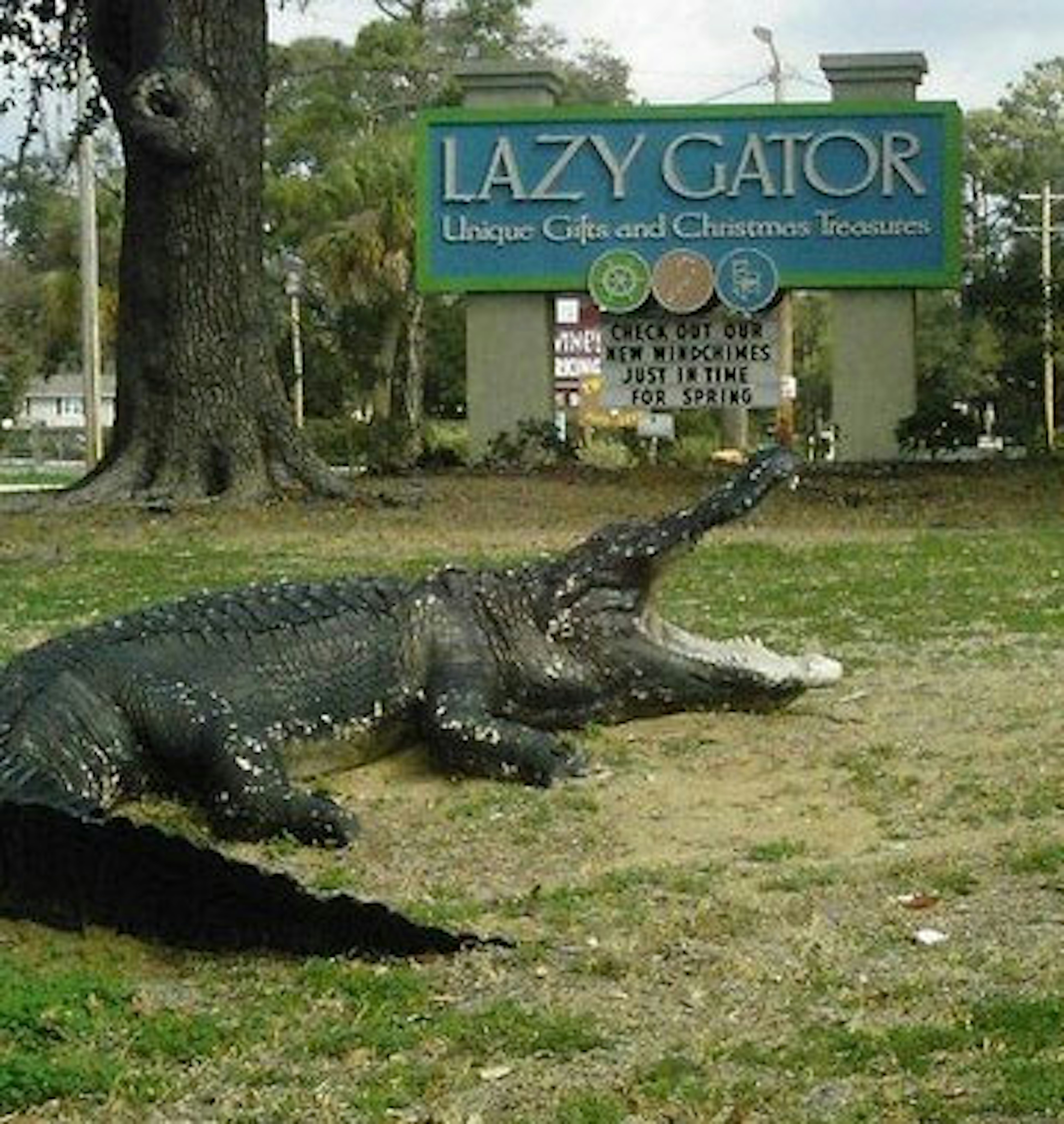 Lazy Gator